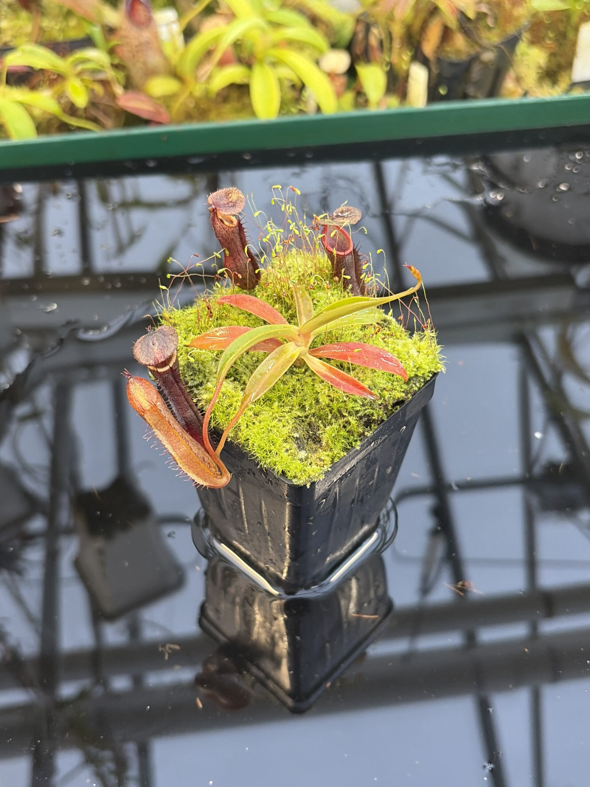 Close Up of Nepenthes ramispina x singalana | Borneo Exotics | BE-3829 | H27082