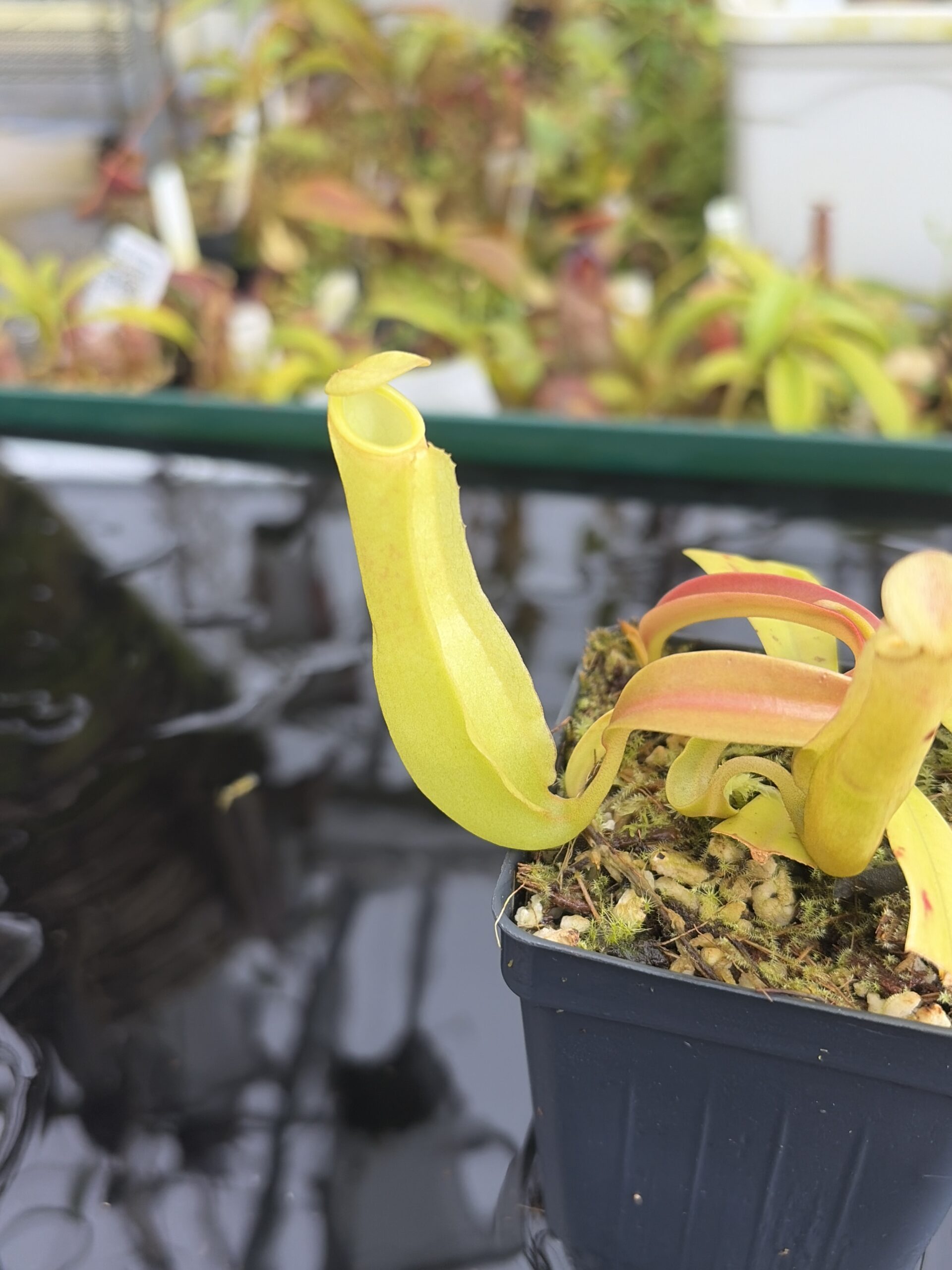Close Up of Nepenthes reinwardtiana | Borneo Exotics | BE-3159 | L27354