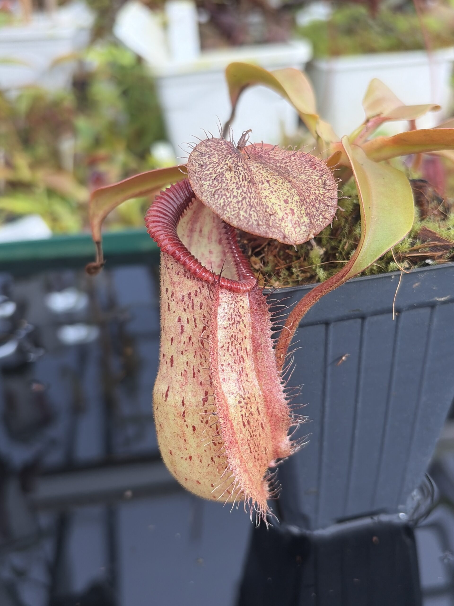 Close Up of Nepenthes robcantleyi x hamata | Borneo Exotics | BE-3958 | H27392