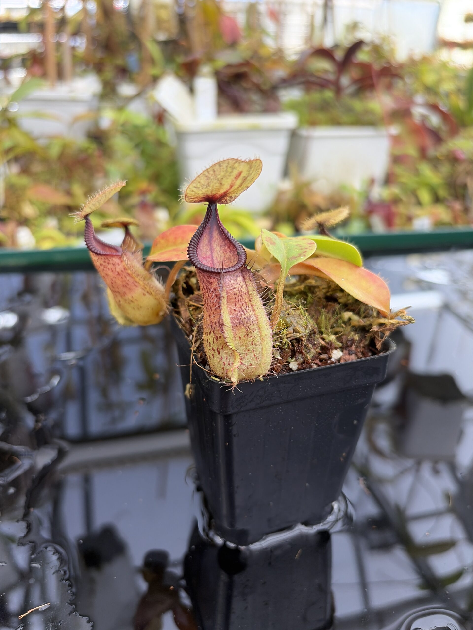 Close Up of Nepenthes robcantleyi x hamata | Borneo Exotics | BE-3958 | H27406