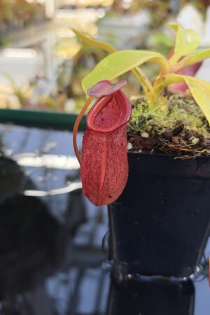 Close Up of Nepenthes robcantleyi x jacquelineae | Borneo Exotics | BE-4028 | IN27250