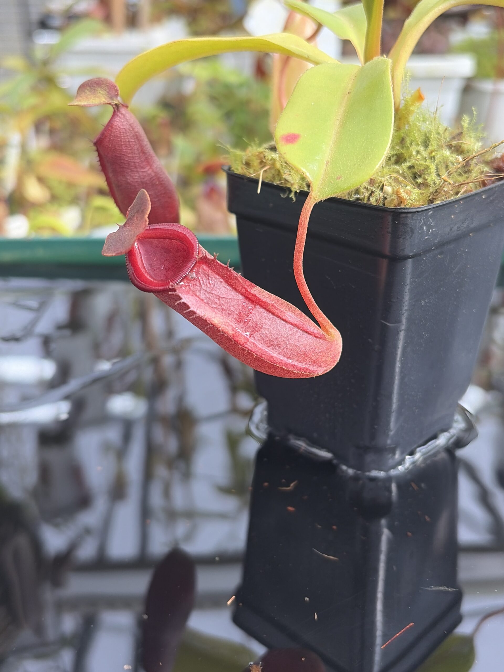 Close Up of Nepenthes robcantleyi x jacquelineae | Borneo Exotics | BE-4028 | IN27365