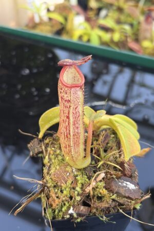 Close Up of Nepenthes robcantleyi x klossii | Borneo Exotics | BE-4549 | H27078