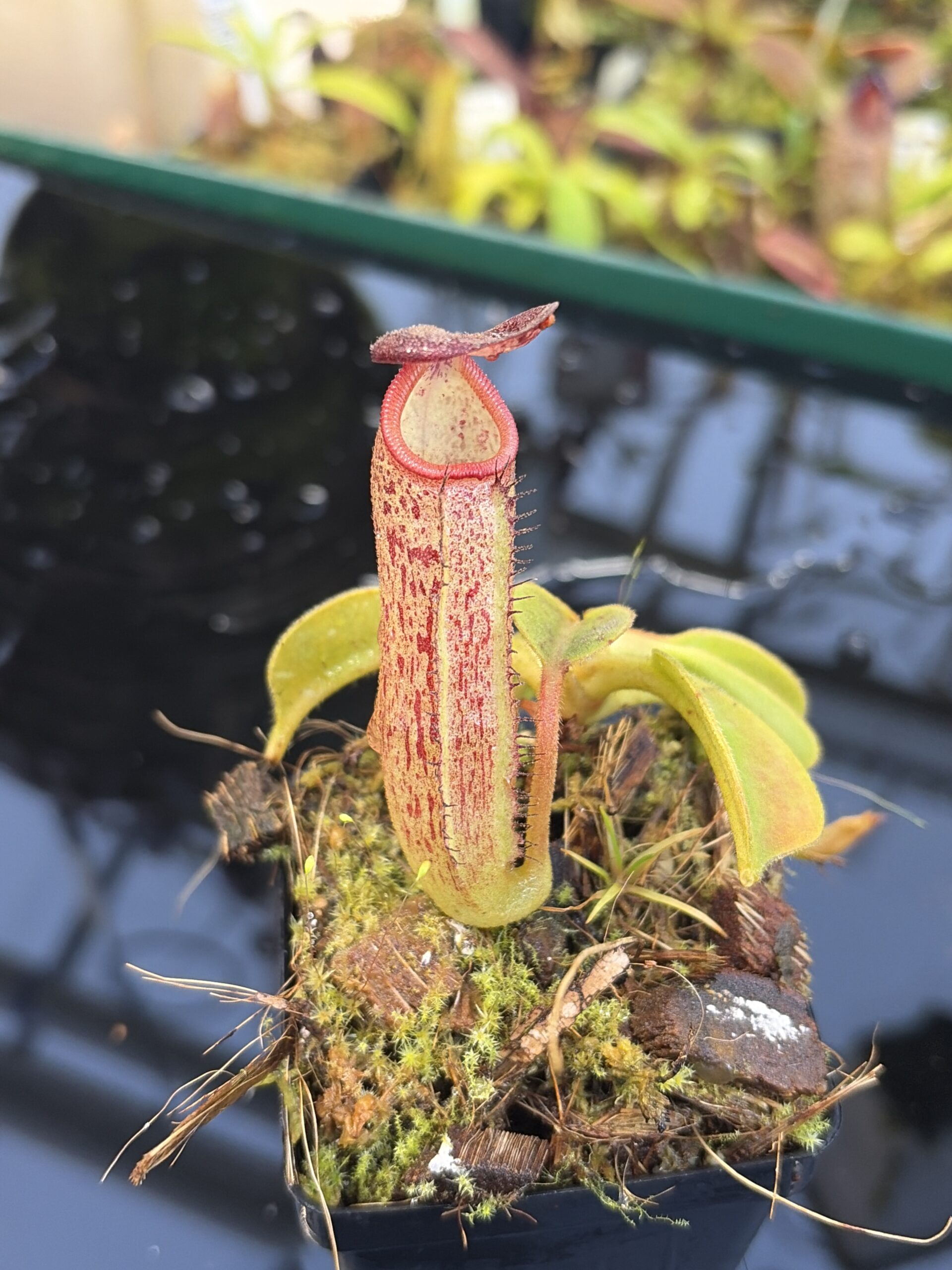 Close Up of Nepenthes robcantleyi x klossii | Borneo Exotics | BE-4549 | H27078