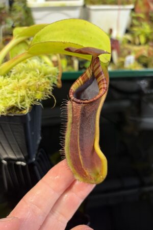 Close Up of Nepenthes robcantleyi x lowii | Andreas Wistuba | AW-RSC | H27297