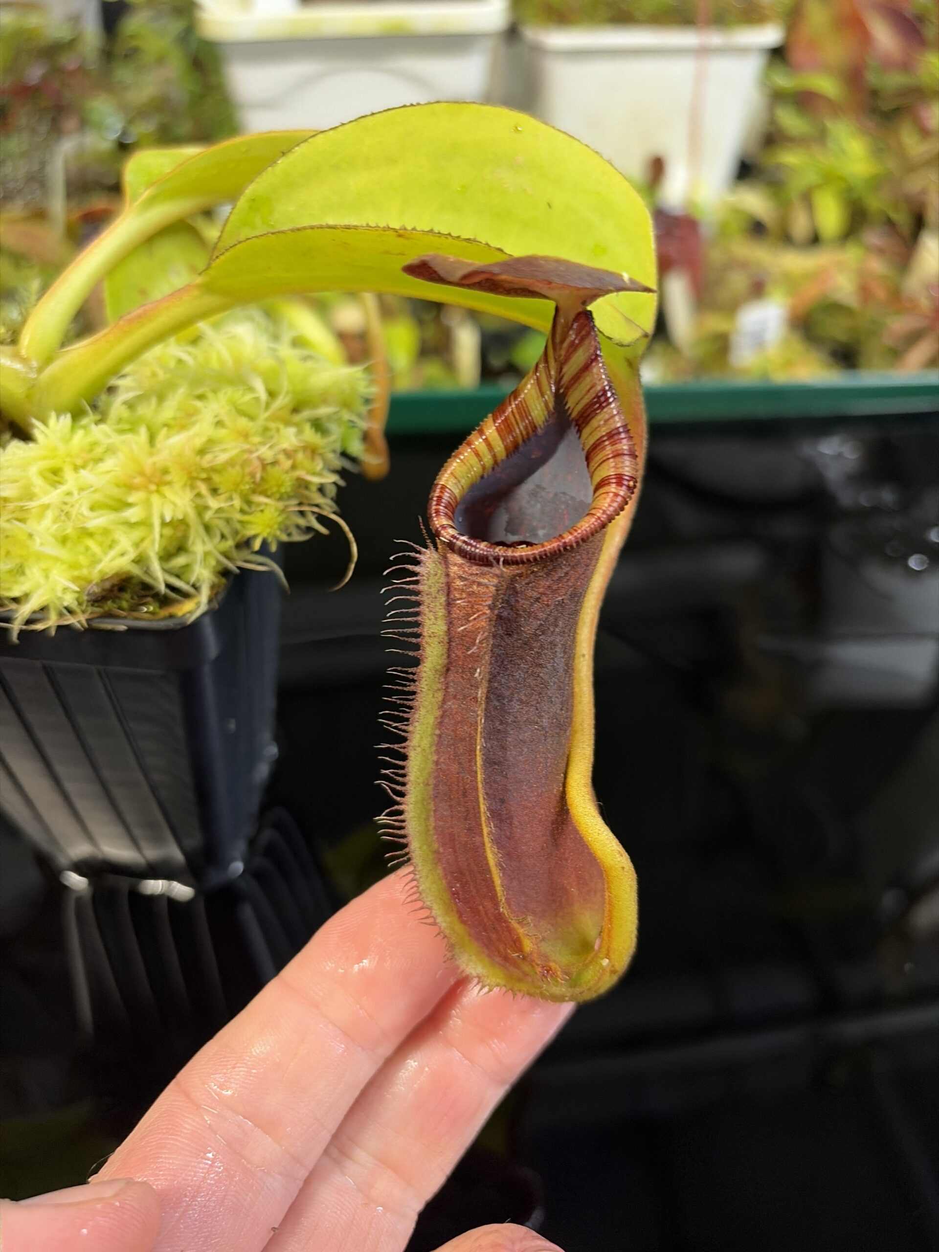Close Up of Nepenthes robcantleyi x lowii | Andreas Wistuba | AW-RSC | H27297