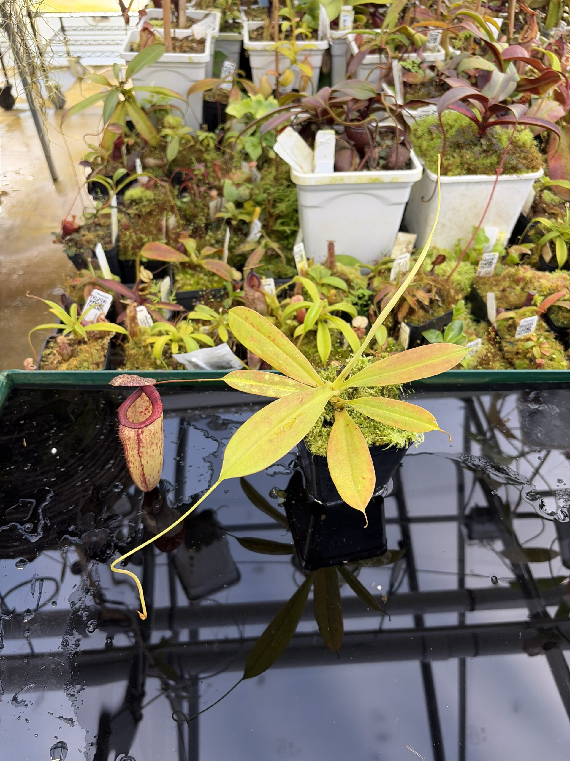 Close Up of Nepenthes sibuyanensis x maxima (l) (a) | Exotica Plants | | IN27225