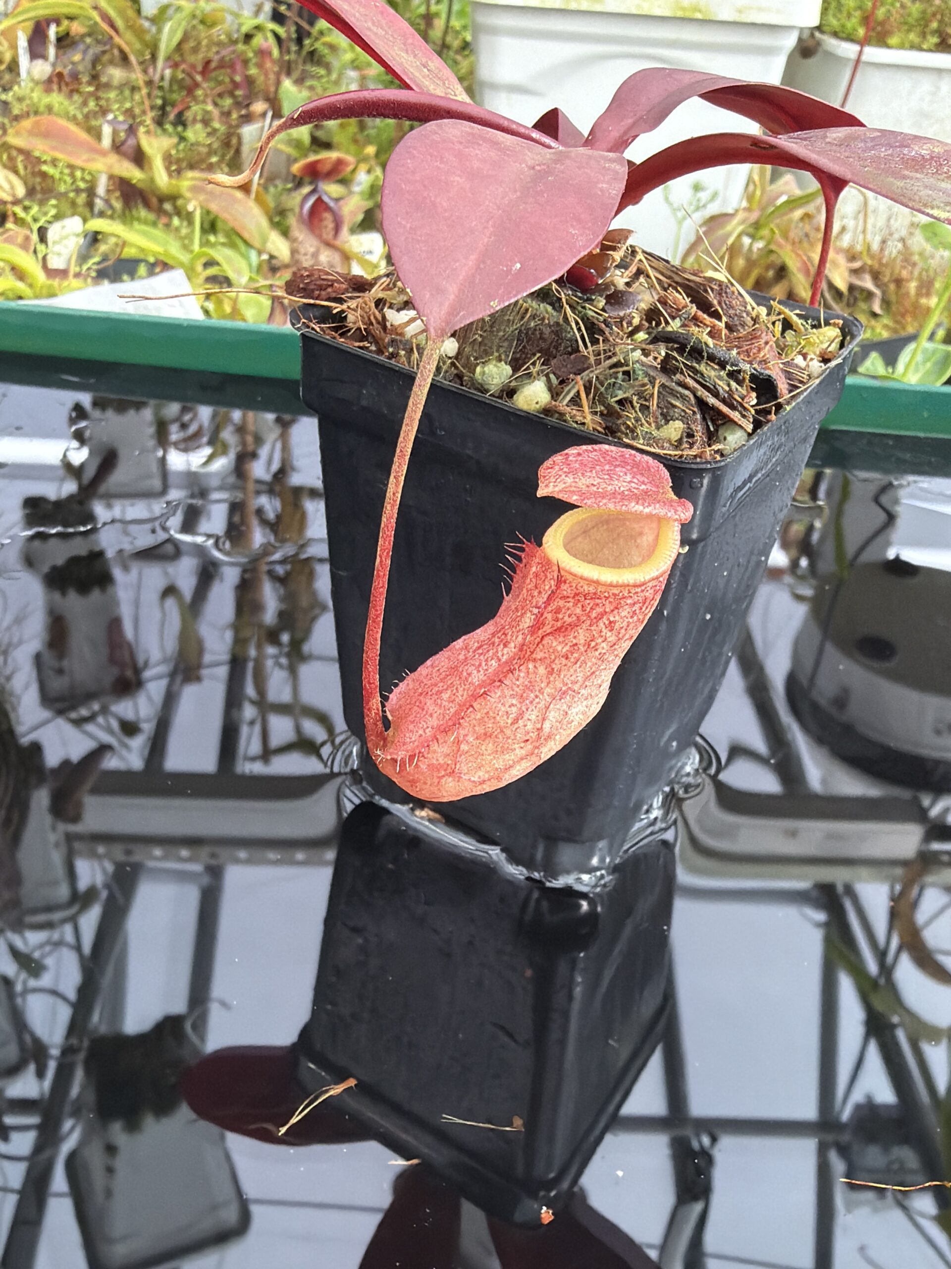 Close Up of Nepenthes sibuyanensis x peltata | Borneo Exotics | BE-4532 | IN27376
