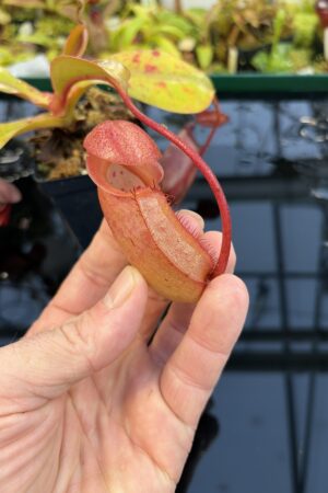 Close Up of Nepenthes sibuyanensis x robcantleyi | Borneo Exotics | BE-3713 | IN27257