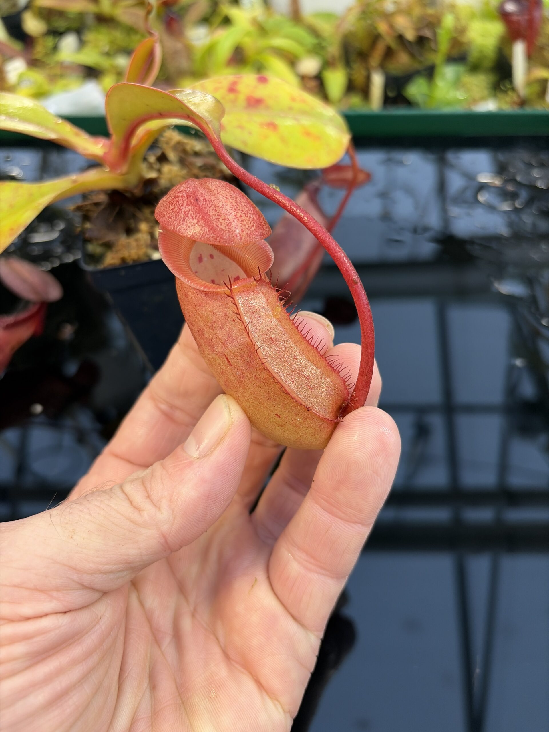 Close Up of Nepenthes sibuyanensis x robcantleyi | Borneo Exotics | BE-3713 | IN27257
