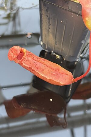 Close Up of Nepenthes sibuyanensis x (veitchii x lowii) | Borneo Exotics | BE-4614 | IN27256