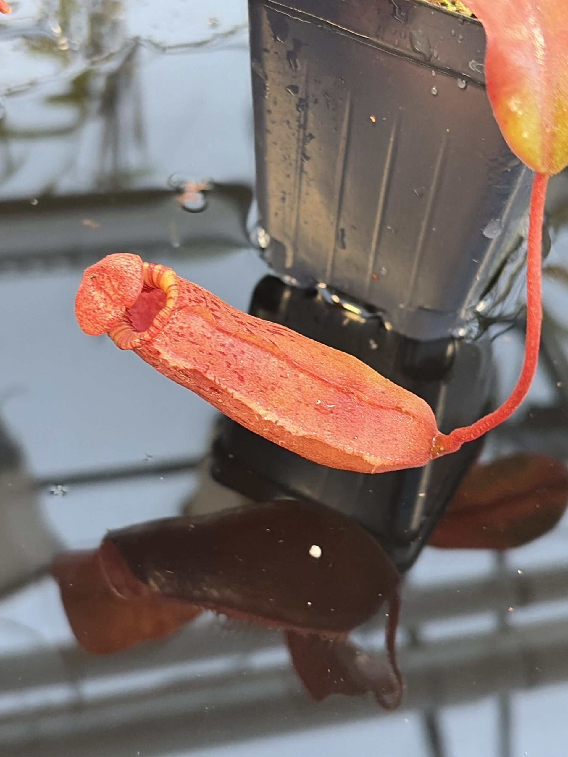 Close Up of Nepenthes sibuyanensis x (veitchii x lowii) | Borneo Exotics | BE-4614 | IN27256