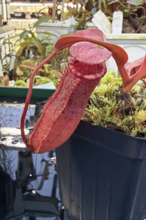 Close Up of Nepenthes sibuyanensis x (veitchii x lowii) | Borneo Exotics | BE-4614 | IN27258