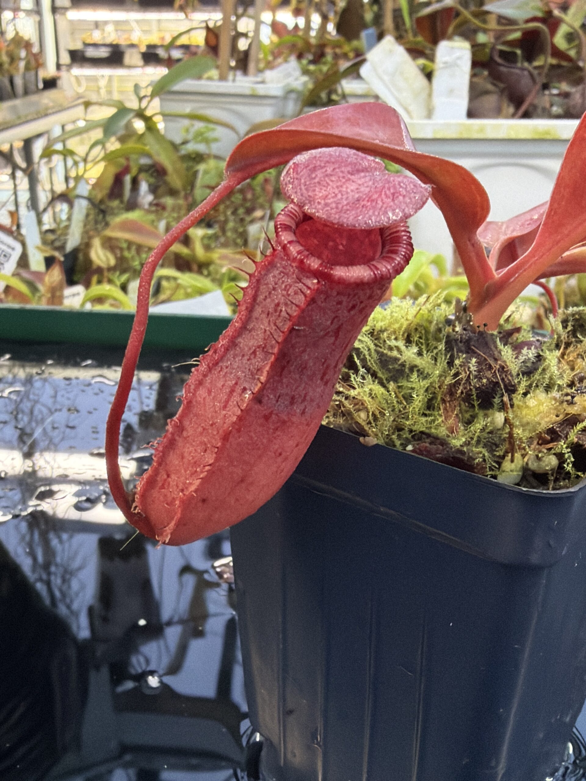 Close Up of Nepenthes sibuyanensis x (veitchii x lowii) | Borneo Exotics | BE-4614 | IN27258