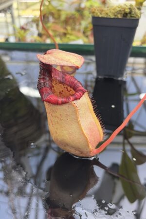 Close Up of Nepenthes sibuyanensis x (veitchii x lowii) | Borneo Exotics | BE-4615 | IN27222