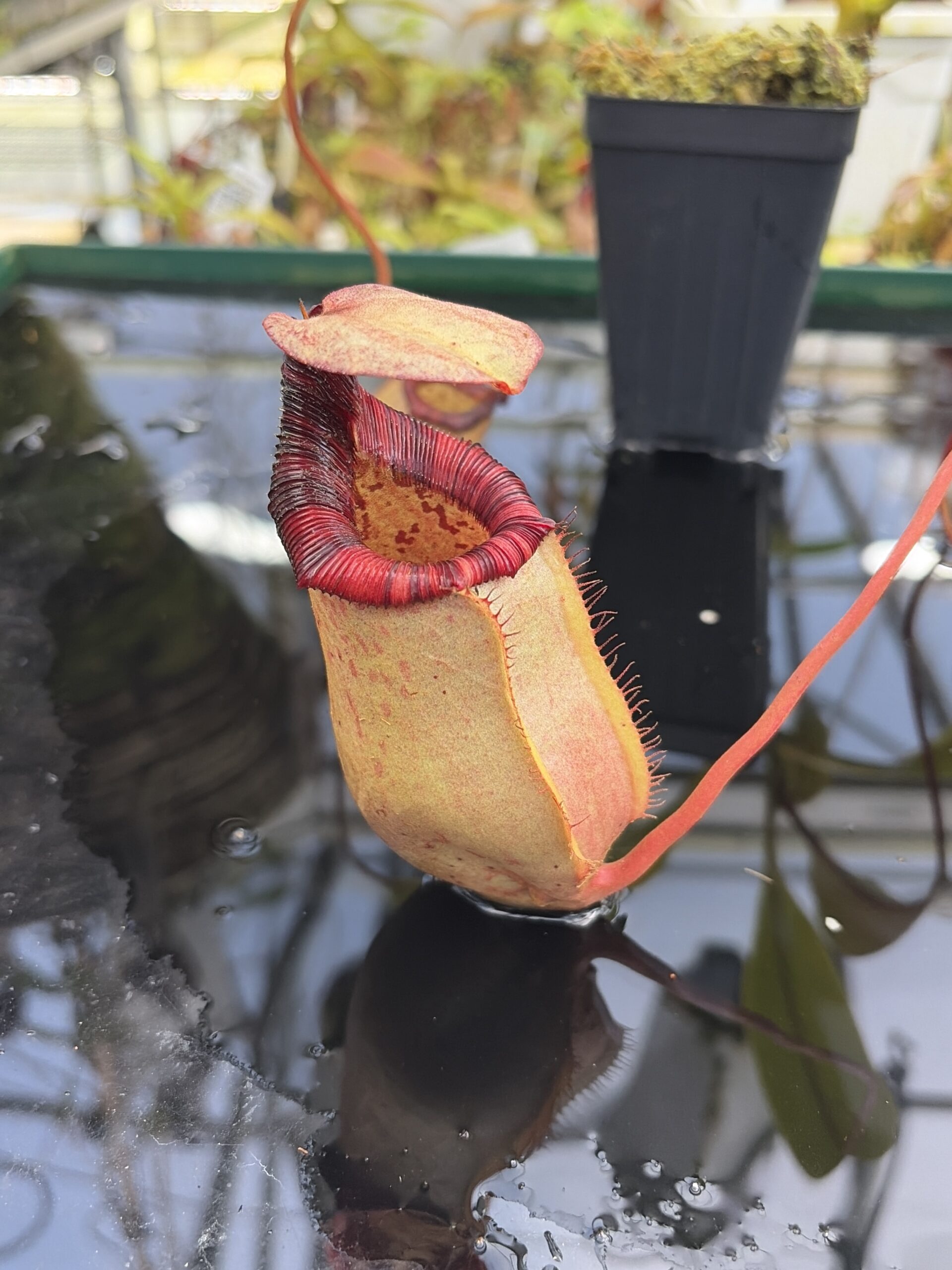 Close Up of Nepenthes sibuyanensis x (veitchii x lowii) | Borneo Exotics | BE-4615 | IN27222