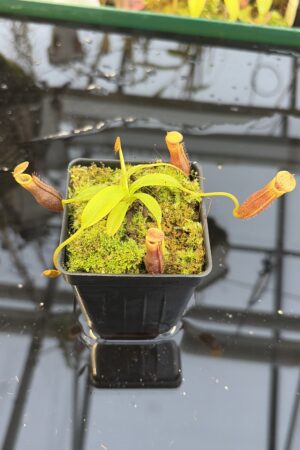 Close Up of Nepenthes singalana Belirang x villosa | JH | Clone 6 | Jeremiah Harris | JH-353.06 | H27319