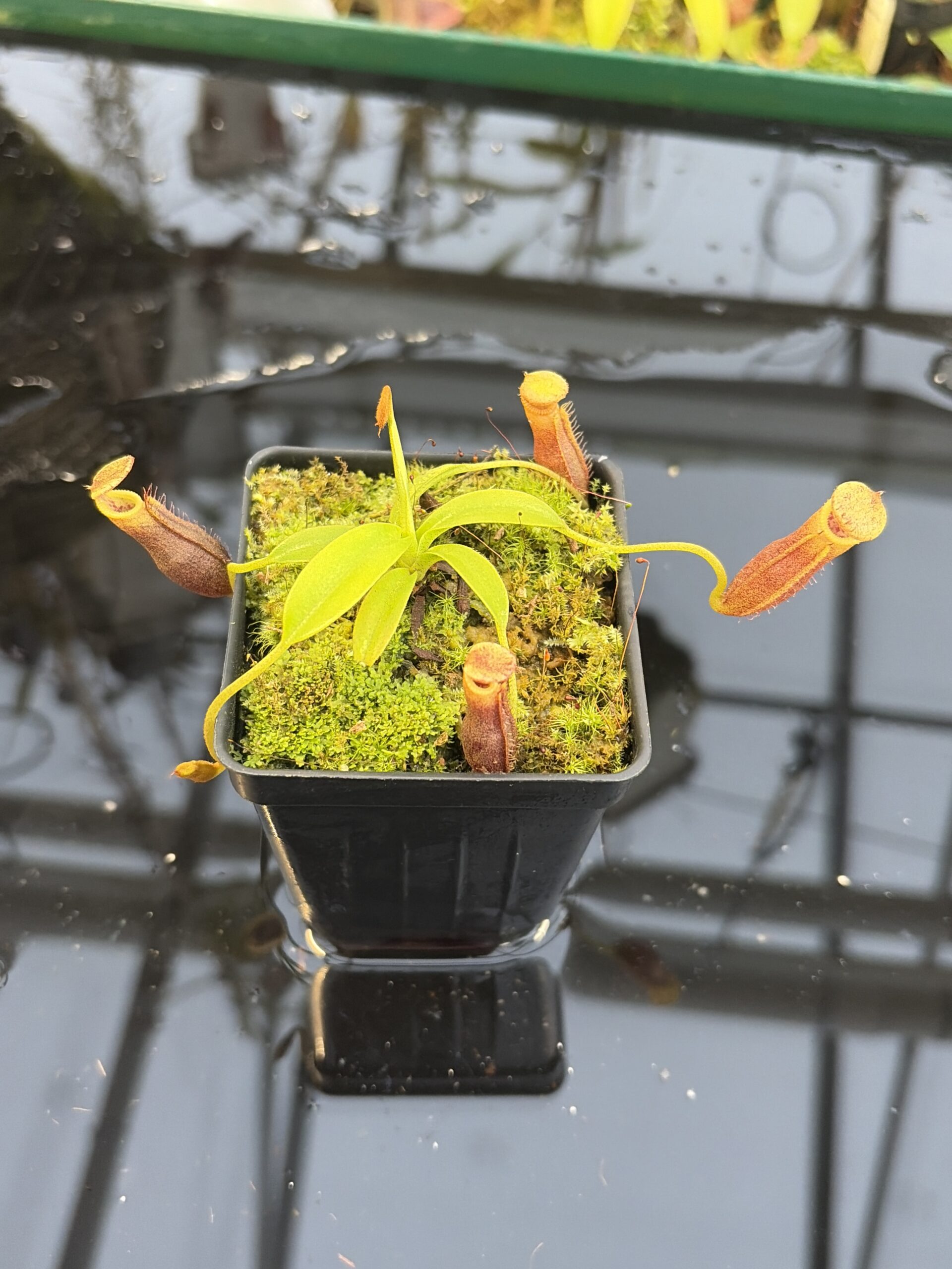 Close Up of Nepenthes singalana Belirang x villosa | JH | Clone 6 | Jeremiah Harris | JH-353.06 | H27319