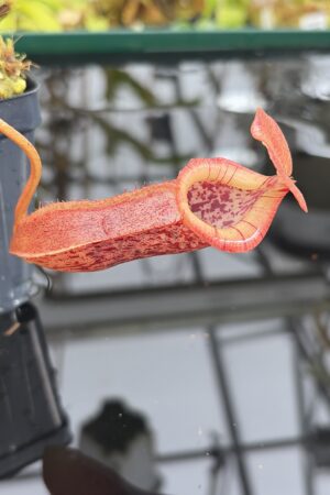 Close Up of Nepenthes singalana x (burbidgeae x edwardsiana) | Borneo Exotics | BE-3984 | H27110