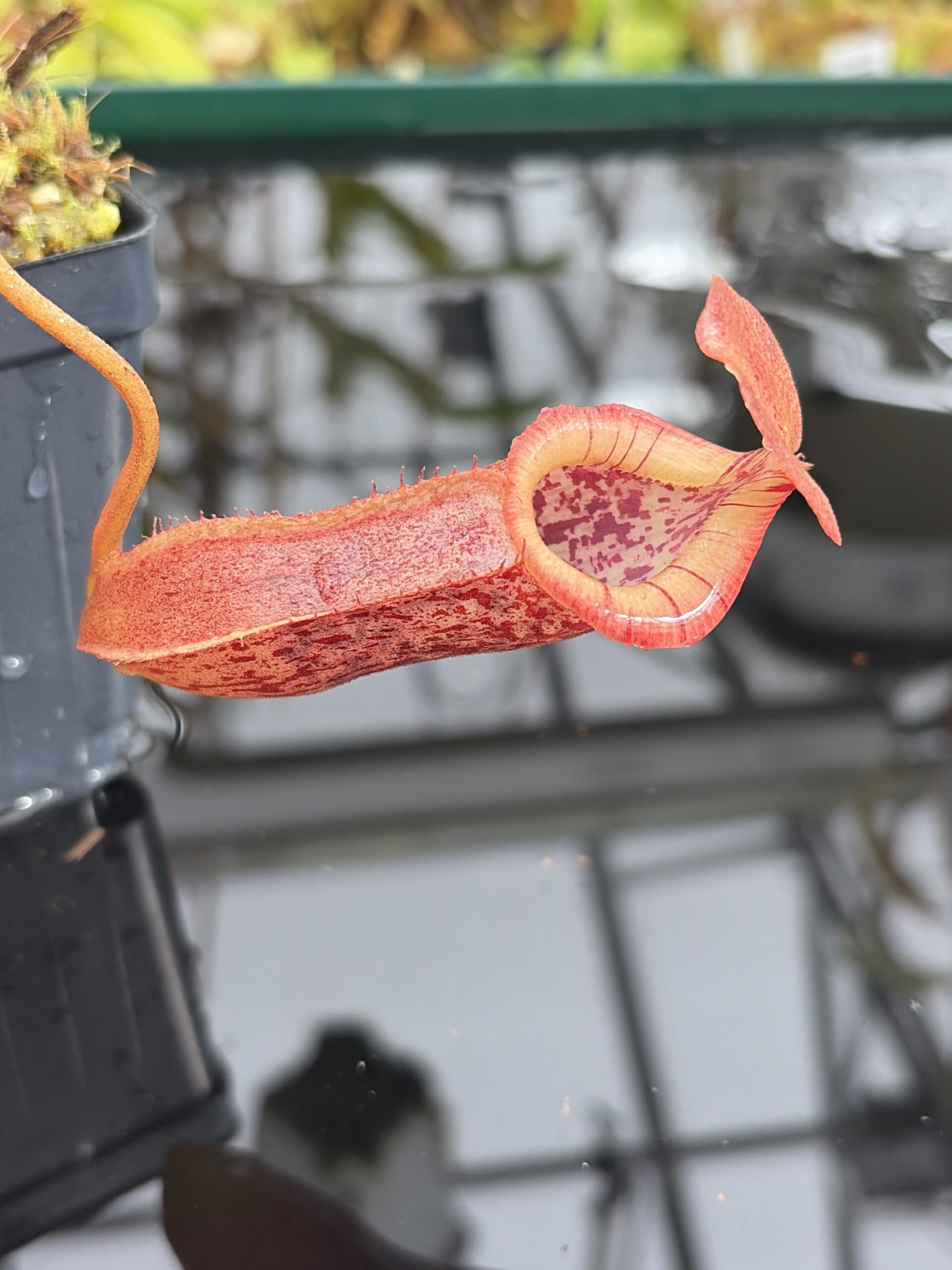 Close Up of Nepenthes singalana x (burbidgeae x edwardsiana) | Borneo Exotics | BE-3984 | H27110