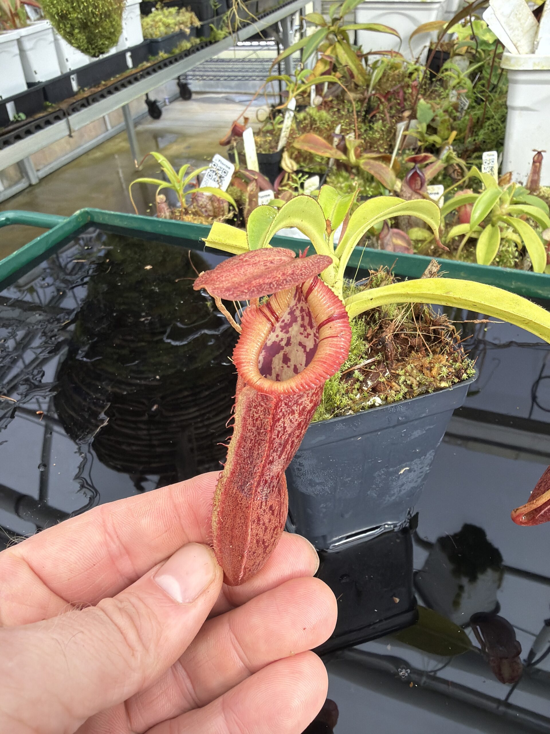 Close Up of Nepenthes singalana x (burbidgeae x edwardsiana) | Borneo Exotics | BE-3984 | H27394