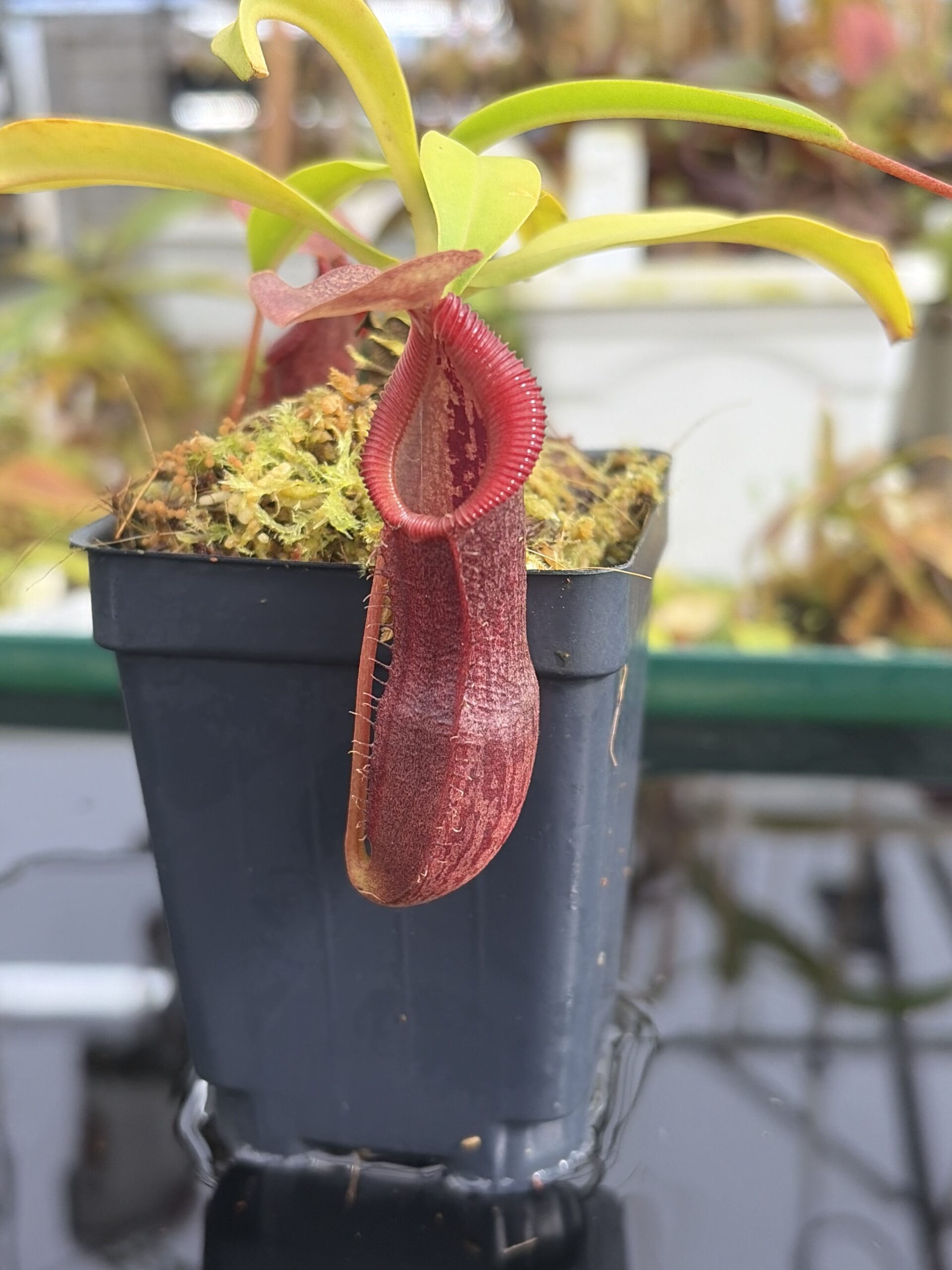 Close Up of Nepenthes singalana x burkei | Borneo Exotics | BE-3878 | IN27366