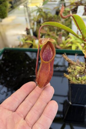Close Up of Nepenthes singalana x diabolica | Borneo Exotics | BE-3900 | H27069
