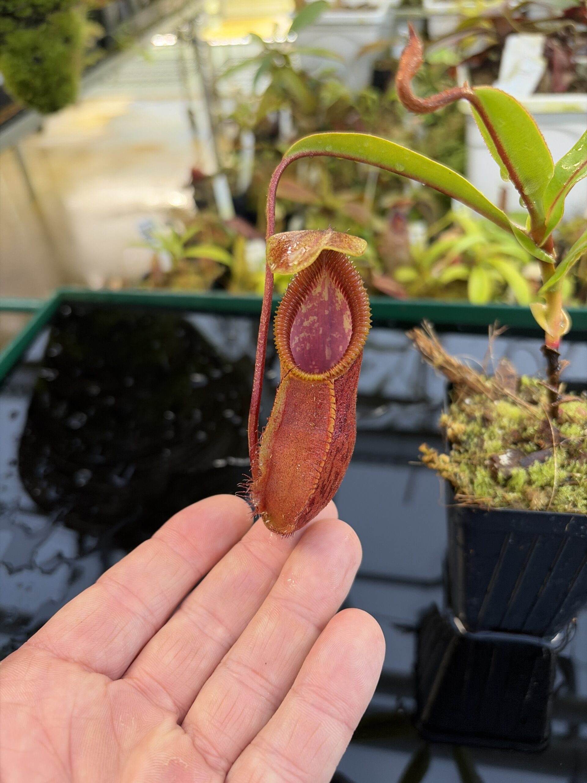 Close Up of Nepenthes singalana x diabolica | Borneo Exotics | BE-3900 | H27069
