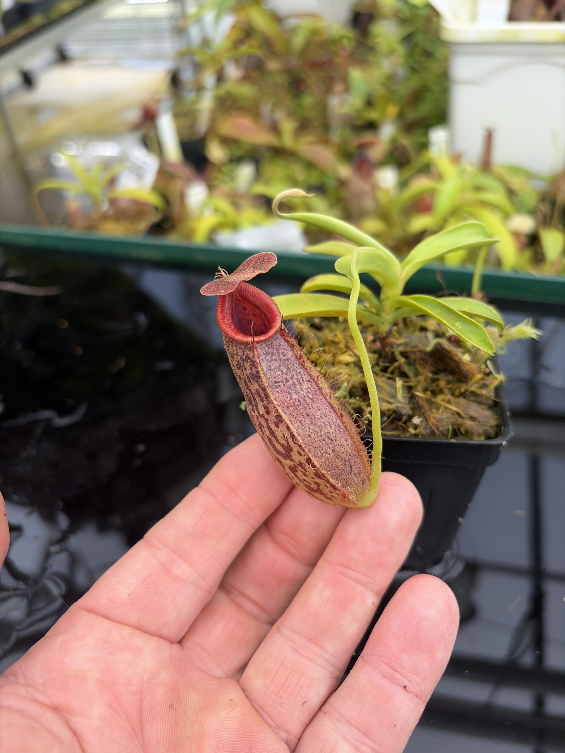 Close Up of Nepenthes spathulata x aristolochioides | Borneo Exotics | BE-4077 | H27408