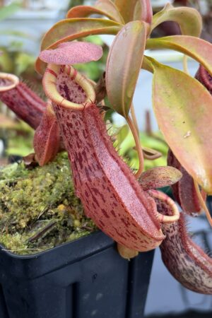 Close Up of Nepenthes spathulata x (burbidgeae x edwardsiana) | Borneo Exotics | BE-3978 | H27103
