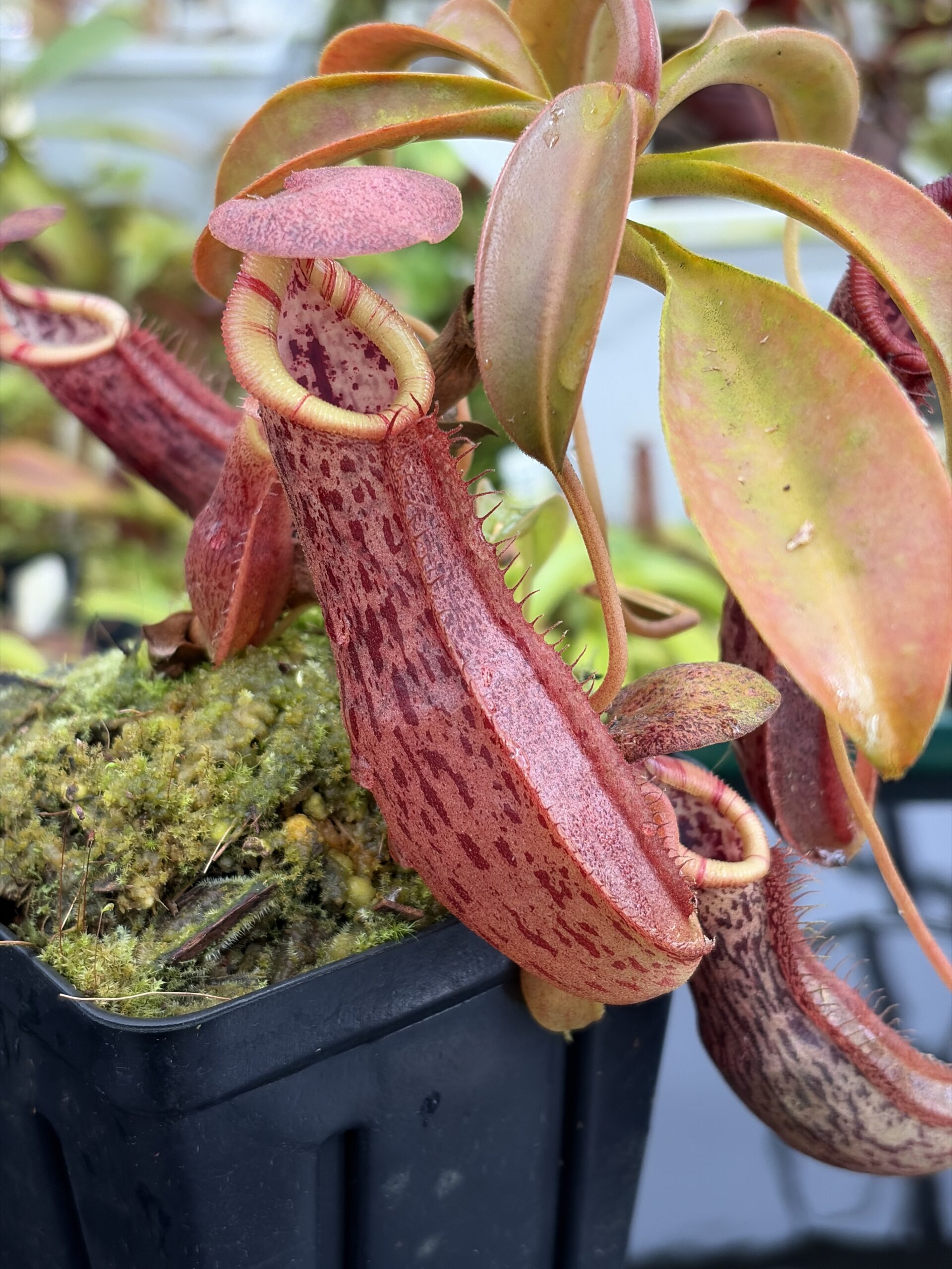 Close Up of Nepenthes spathulata x (burbidgeae x edwardsiana) | Borneo Exotics | BE-3978 | H27103