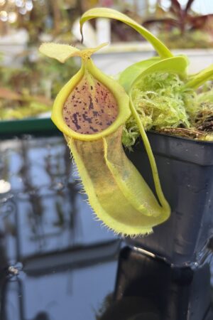 Close Up of Nepenthes spathulata x campanulata | Borneo Exotics | BE-3796 | IN27266