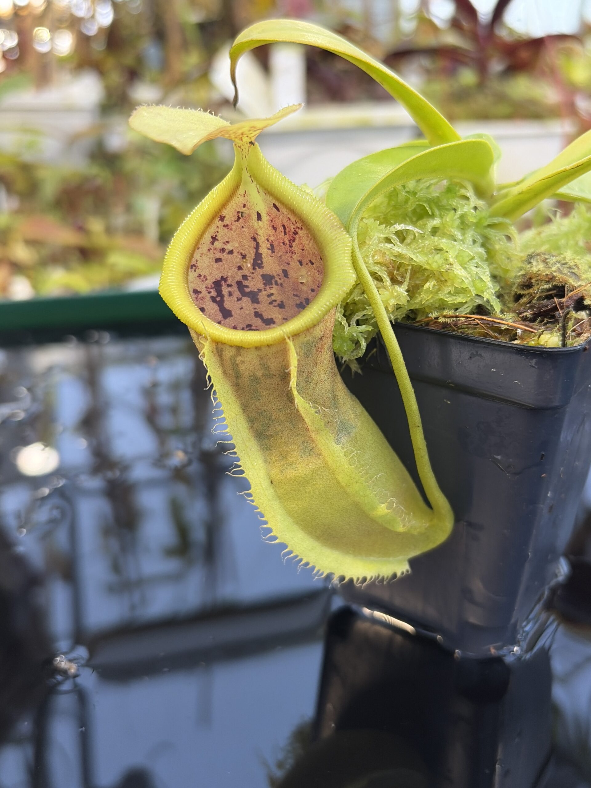 Close Up of Nepenthes spathulata x campanulata | Borneo Exotics | BE-3796 | IN27266