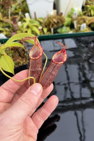 Close Up of Nepenthes spathulata x (densiflora x spectabilis) | Borneo Exotics | BE-4589 | H27108