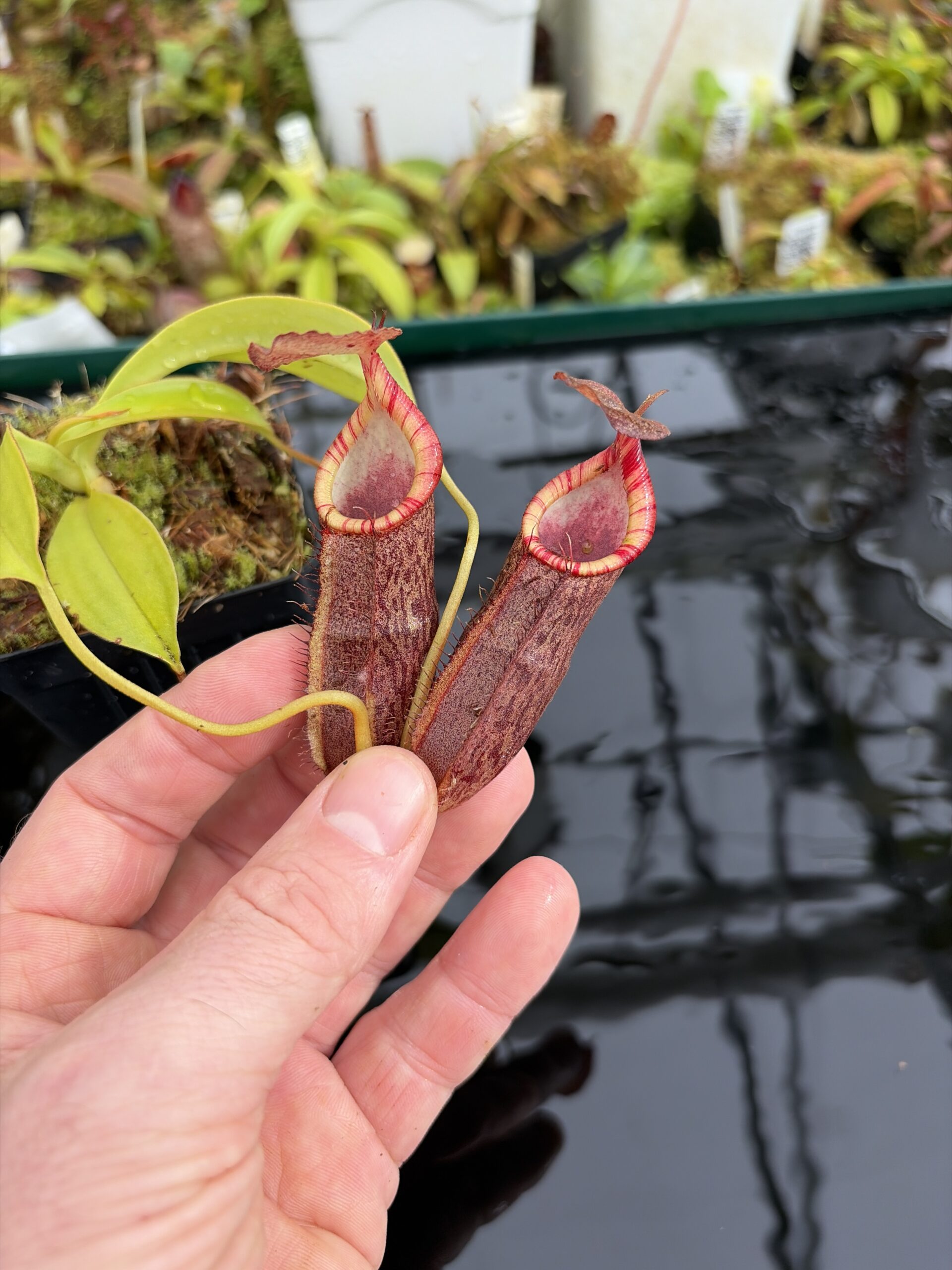 Close Up of Nepenthes spathulata x (densiflora x spectabilis) | Borneo Exotics | BE-4589 | H27108