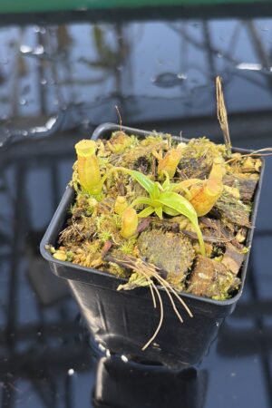 Close Up of Nepenthes (spathulata x edwardsiana) x jacquelineae | Assorted Clones | Jeremiah Harris | JH-451 | H27287