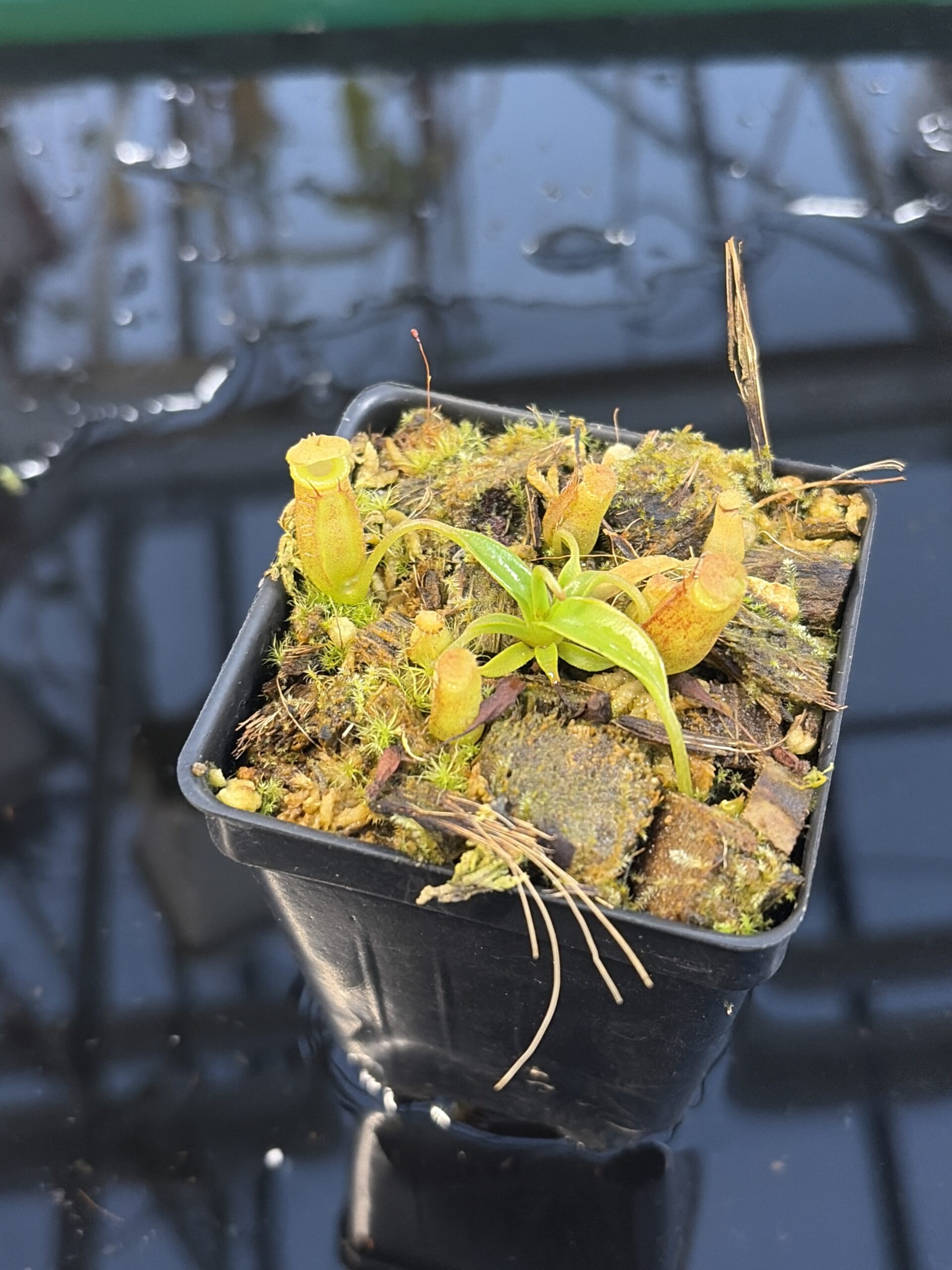 Close Up of Nepenthes (spathulata x edwardsiana) x jacquelineae | Assorted Clones | Jeremiah Harris | JH-451 | H27287
