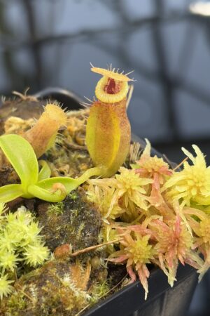 Close Up of Nepenthes (spathulata x edwardsiana) x jacquelineae | Assorted Clones | Jeremiah Harris | JH-451 | H27316