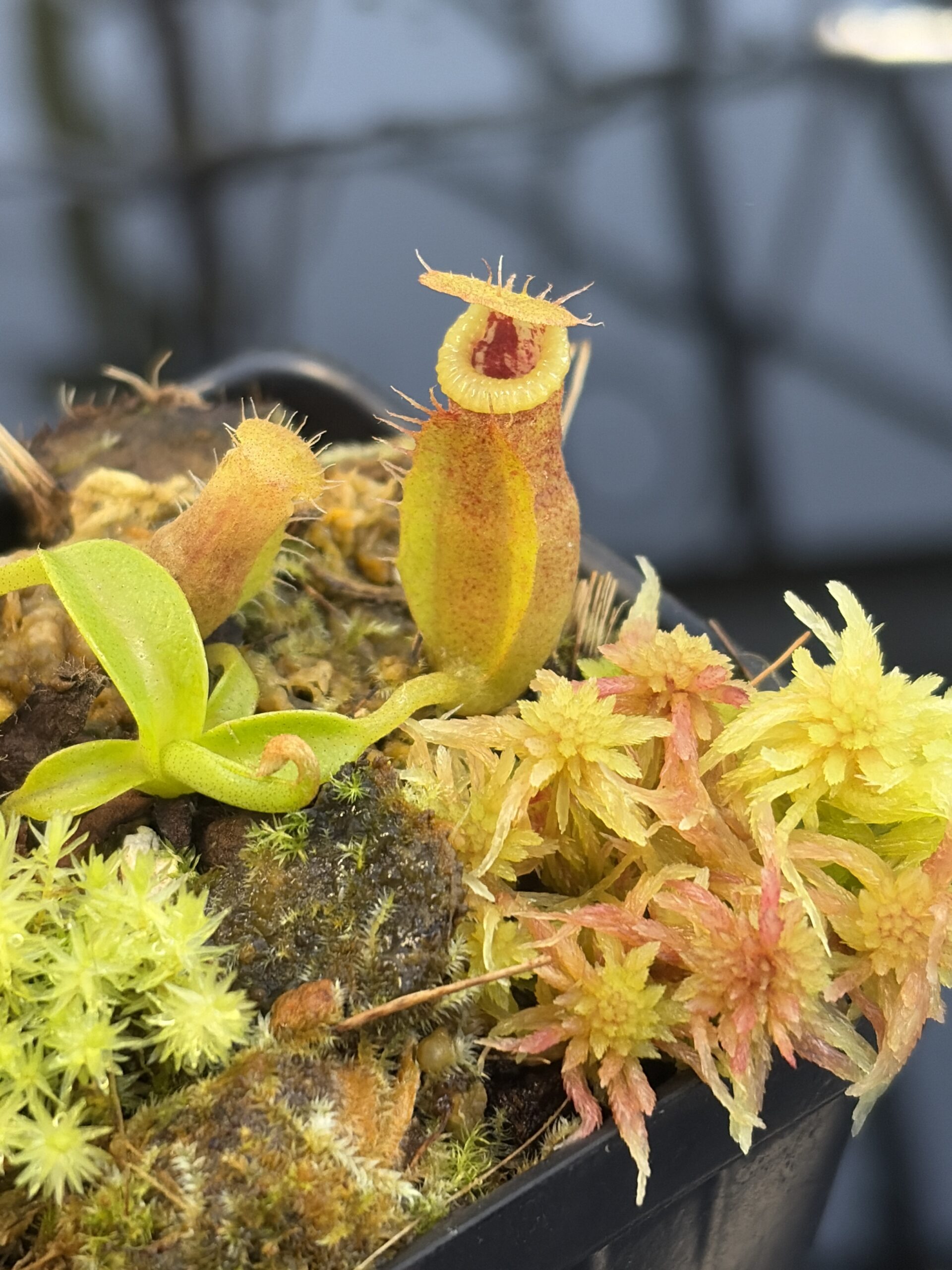 Close Up of Nepenthes (spathulata x edwardsiana) x jacquelineae | Assorted Clones | Jeremiah Harris | JH-451 | H27316