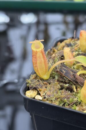Close Up of Nepenthes (spathulata x edwardsiana) x jacquelineae | Jeremiah Harris | Assorted Clones | Jeremiah Harris | JH-451 | H27179