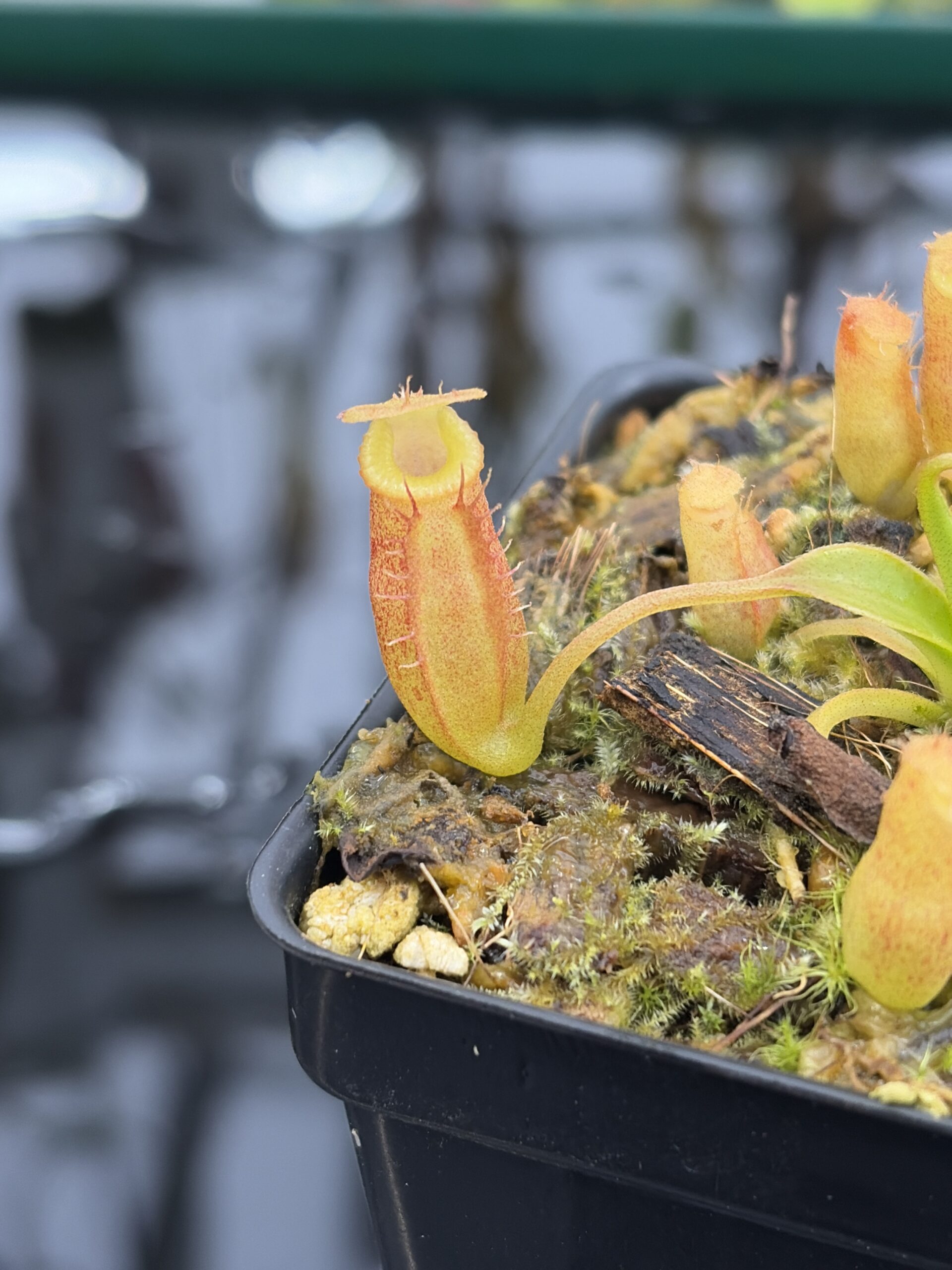 Close Up of Nepenthes (spathulata x edwardsiana) x jacquelineae | Jeremiah Harris | Assorted Clones | Jeremiah Harris | JH-451 | H27179