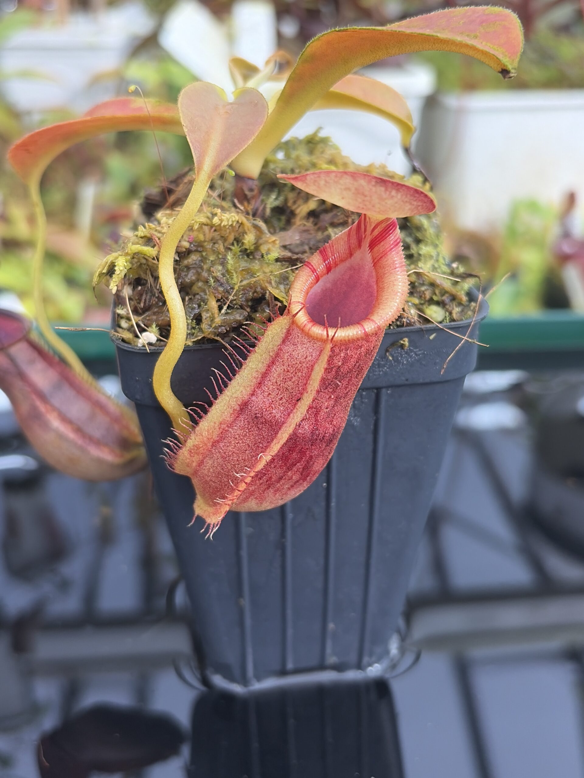 Close Up of Nepenthes spathulata x ephippiata | Borneo Exotics | BE-4642 | H27390