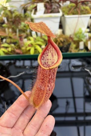 Close Up of Nepenthes spathulata x hamata | Borneo Exotics | BE-3793 | H27070