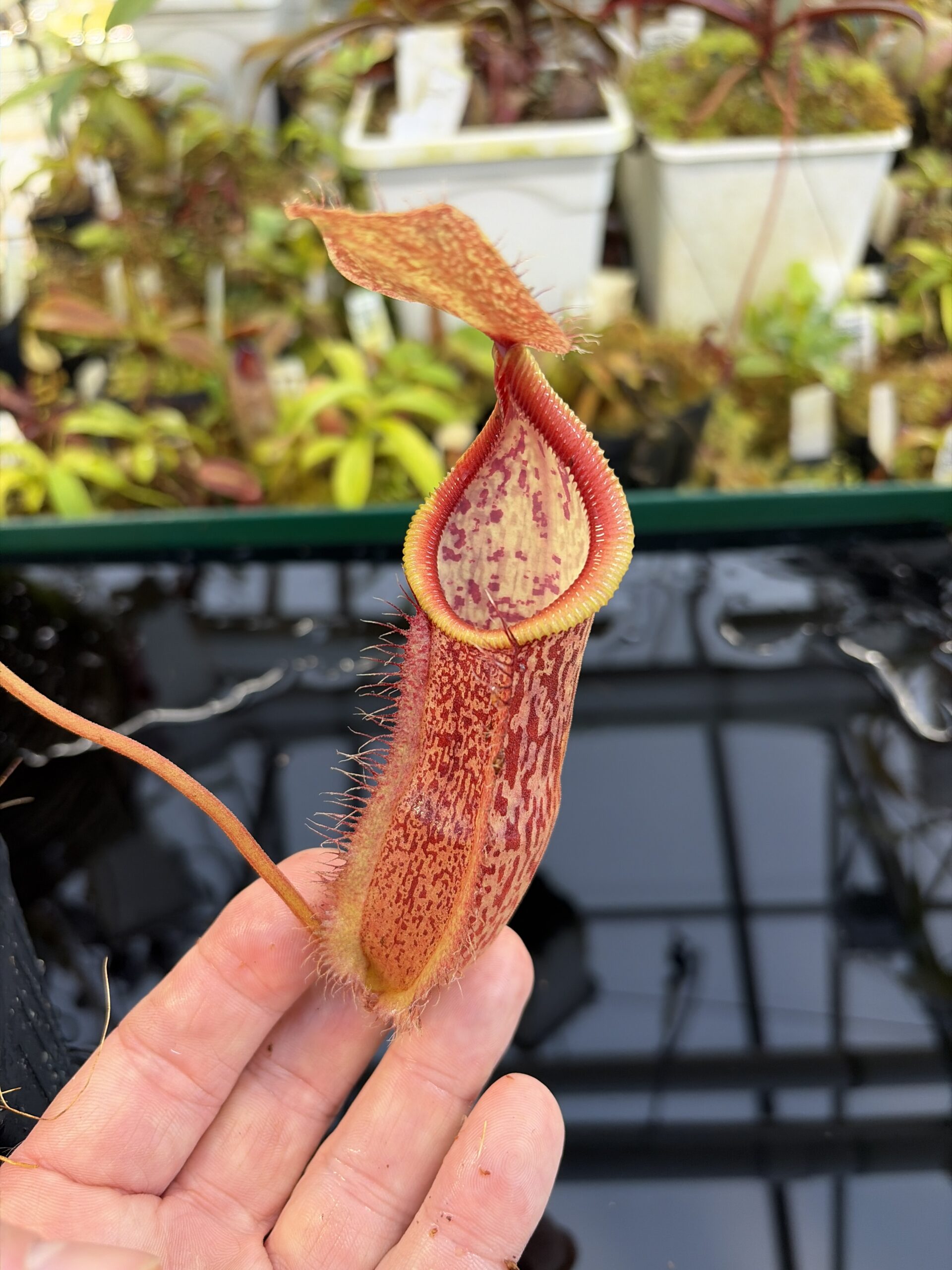 Close Up of Nepenthes spathulata x hamata | Borneo Exotics | BE-3793 | H27070