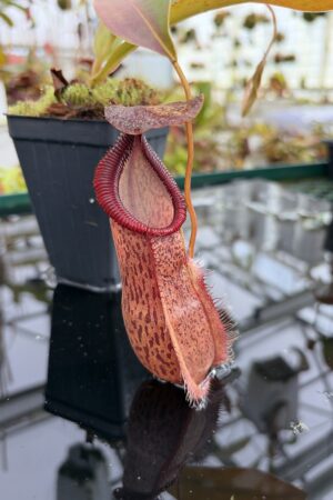 Close Up of Nepenthes spathulata x hamata | Borneo Exotics | BE-3793 | H27107