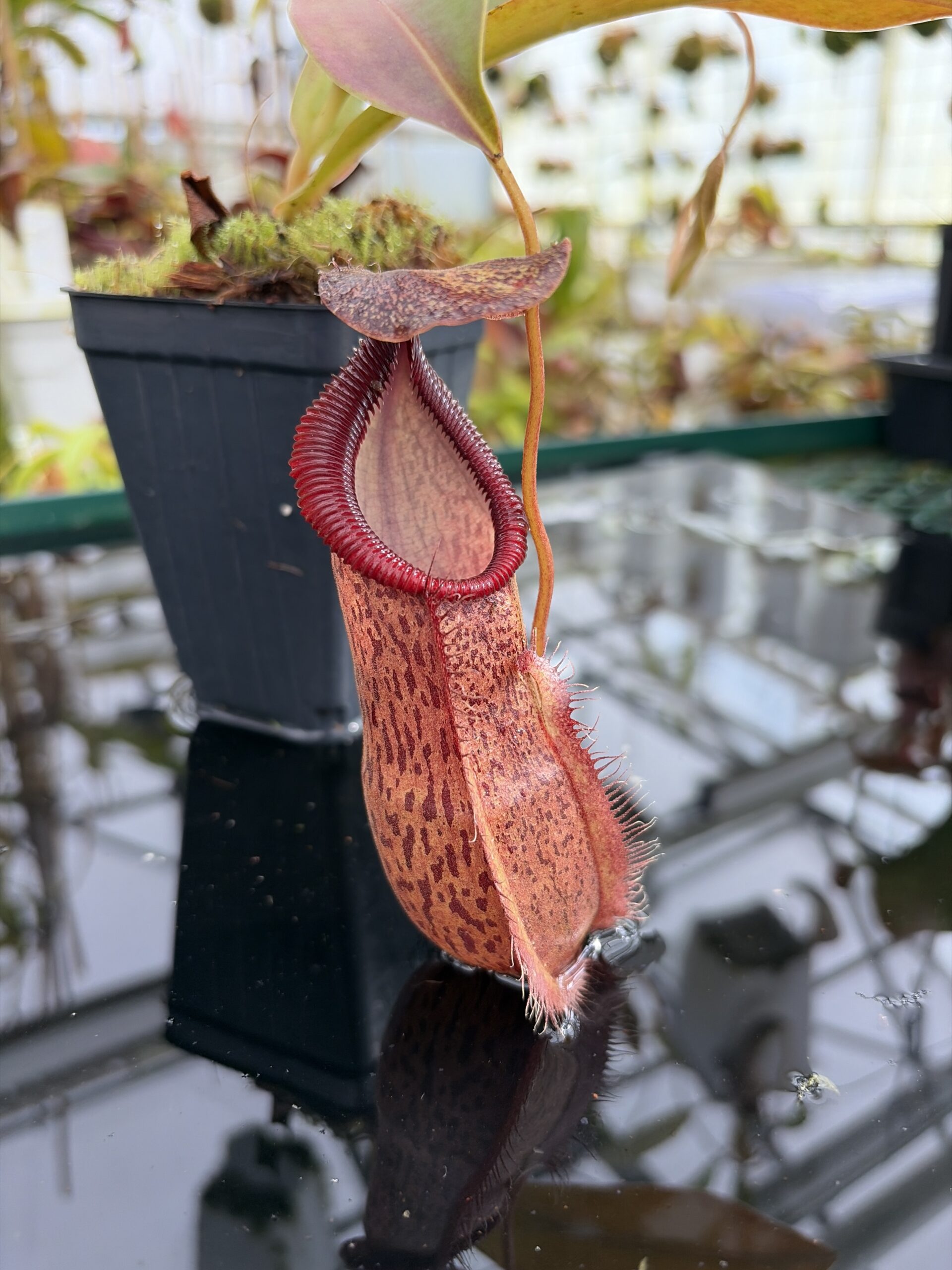 Close Up of Nepenthes spathulata x hamata | Borneo Exotics | BE-3793 | H27107