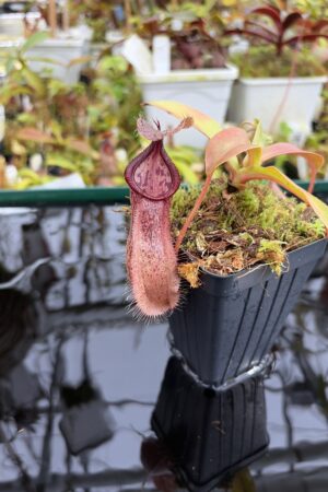Close Up of Nepenthes spathulata x hamata | Borneo Exotics | BE-3793 | H27109