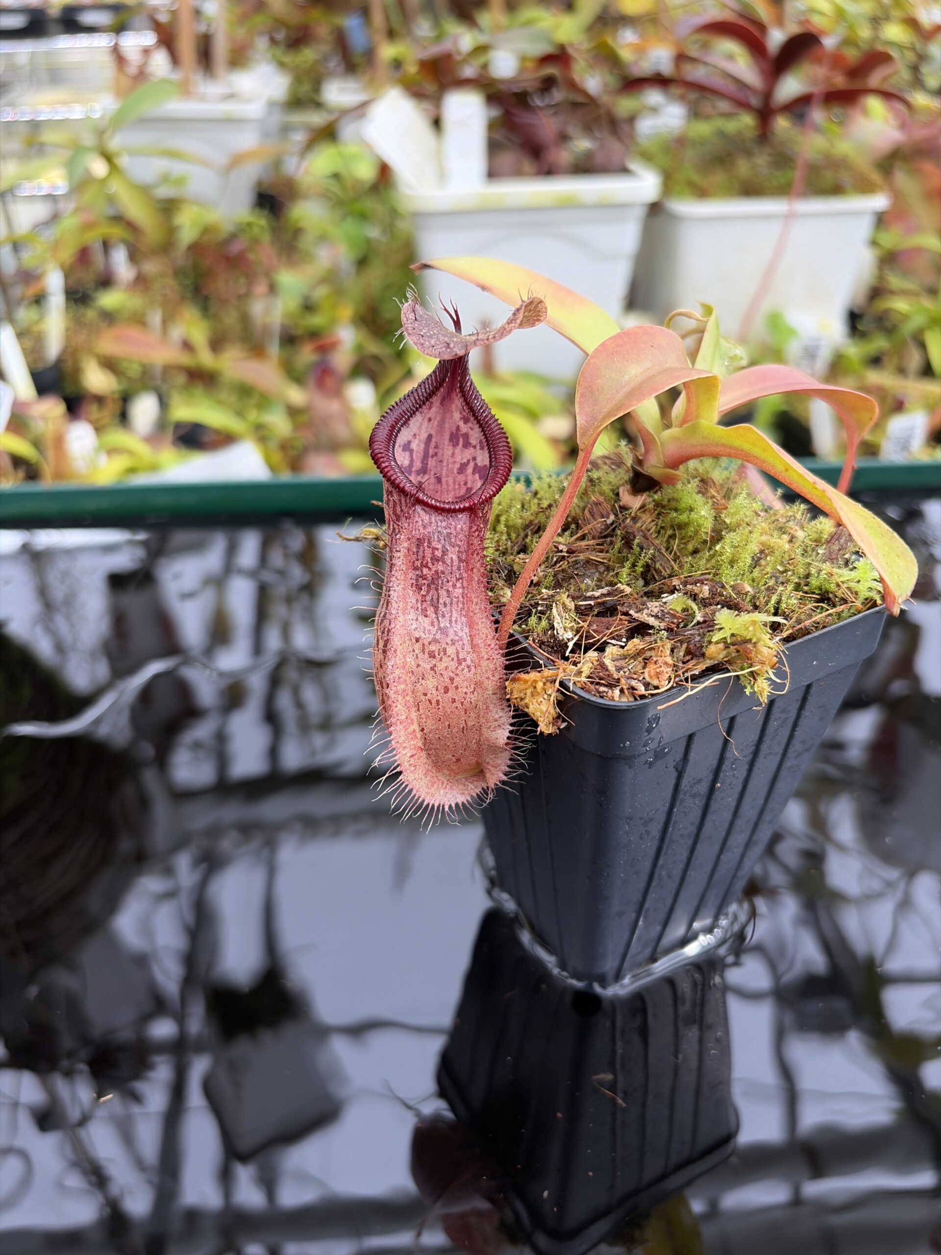 Close Up of Nepenthes spathulata x hamata | Borneo Exotics | BE-3793 | H27109