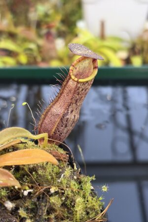Close Up of Nepenthes spathulata x spectabilis | Borneo Exotics | BE-4528 | H27090