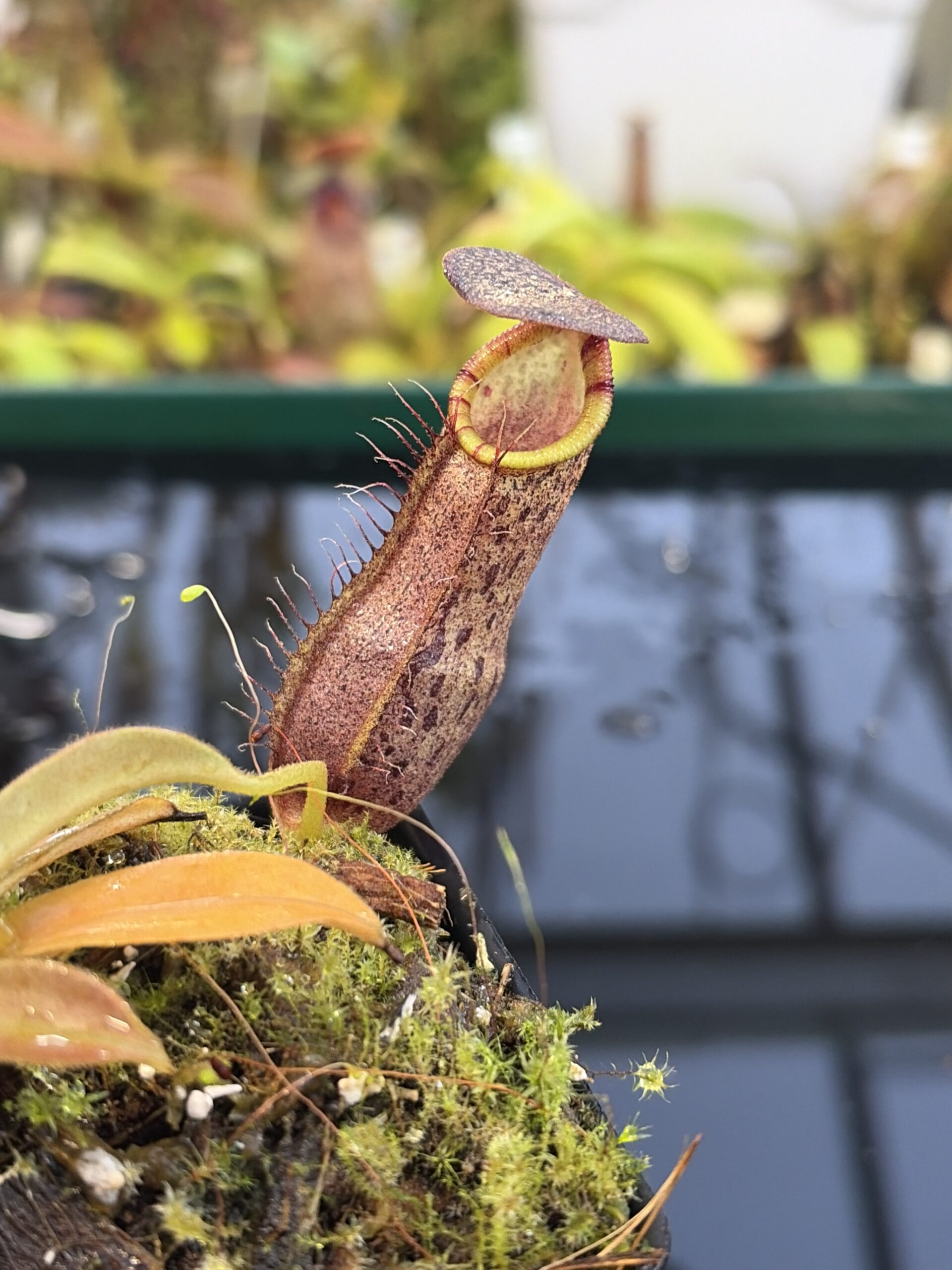 Close Up of Nepenthes spathulata x spectabilis | Borneo Exotics | BE-4528 | H27090